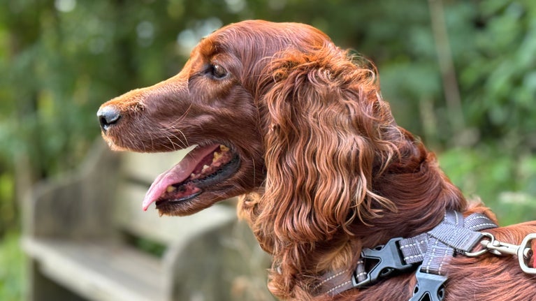 Red setter dog